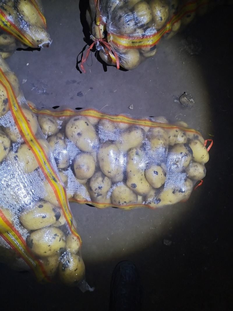 黄金薯内蒙黄心土豆，皮毛好，薯型好，颜色亮，需要的电联。