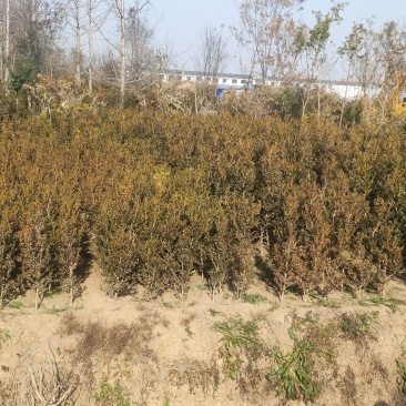 独杆黄杨江苏宿迁沭阳县基地大量供应中无中间商