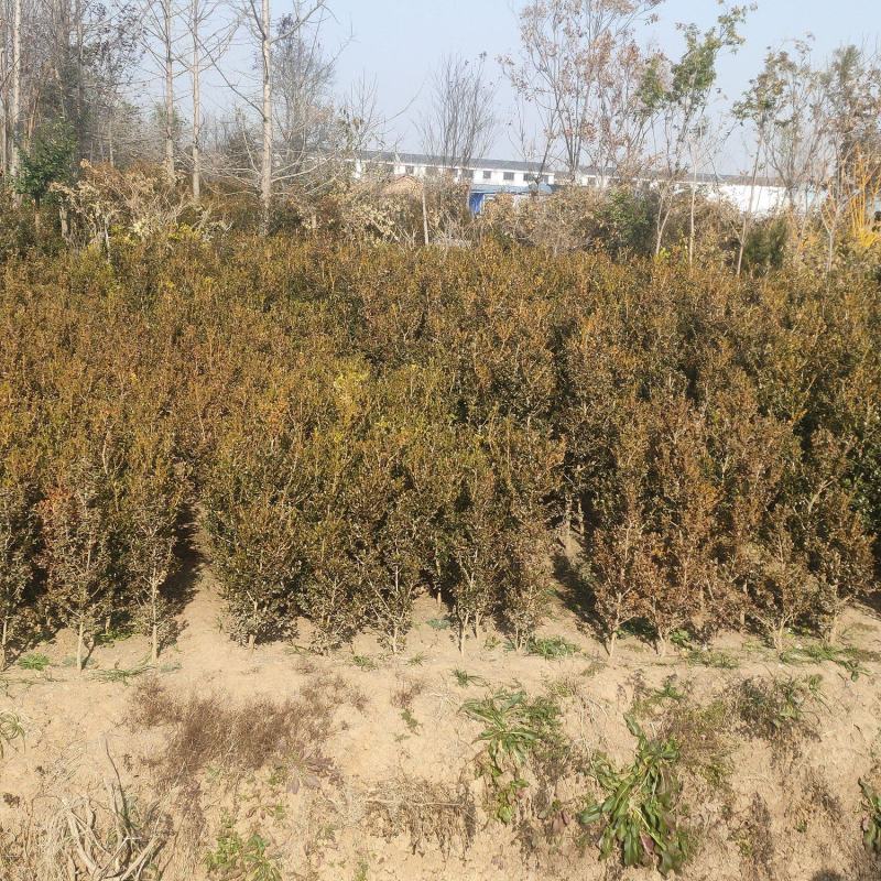 独杆黄杨江苏宿迁沭阳县基地大量供应中无中间商