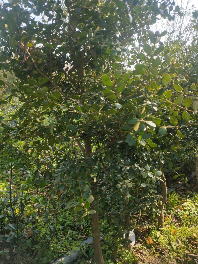 独杆黄杨江苏宿迁沭阳县基地大量供应中无中间商