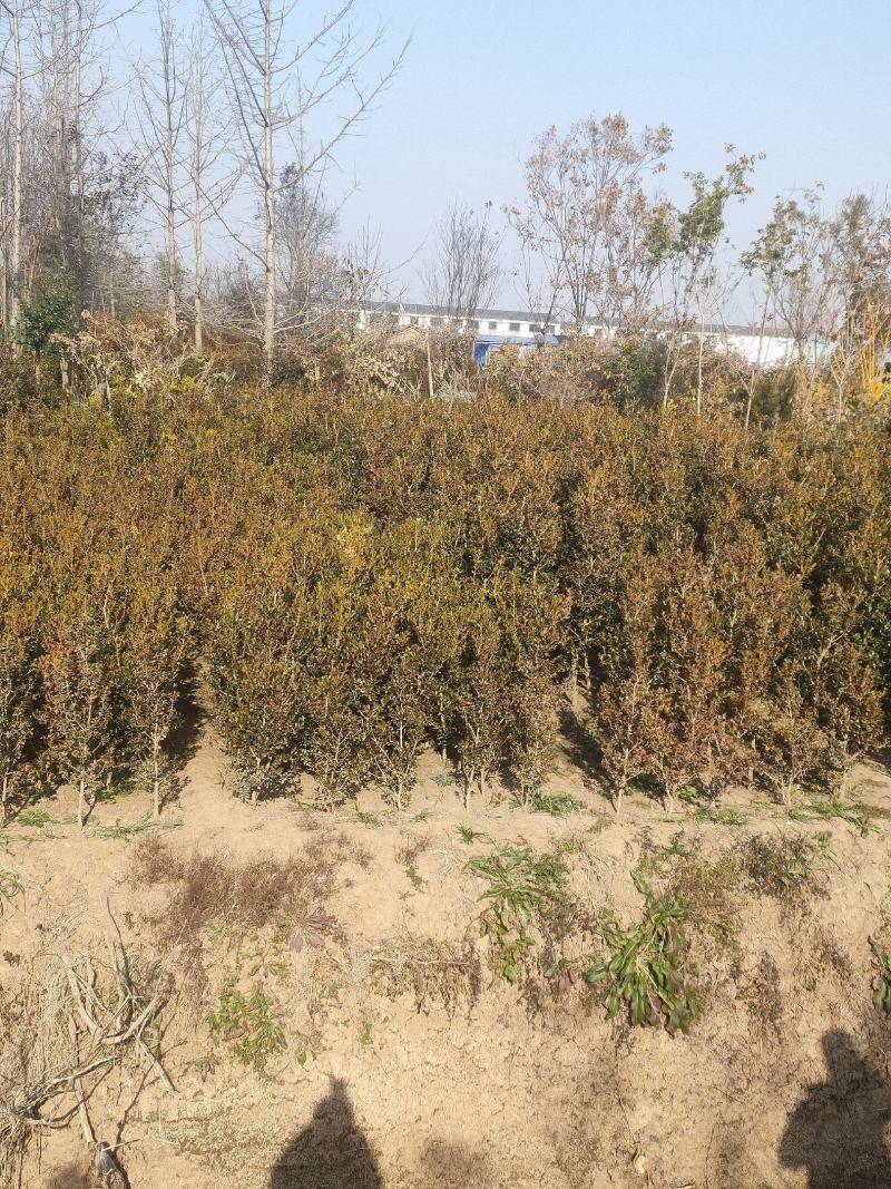 独杆黄杨江苏宿迁沭阳县基地大量供应中无中间商