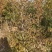 独杆黄杨江苏宿迁沭阳县基地大量供应中无中间商