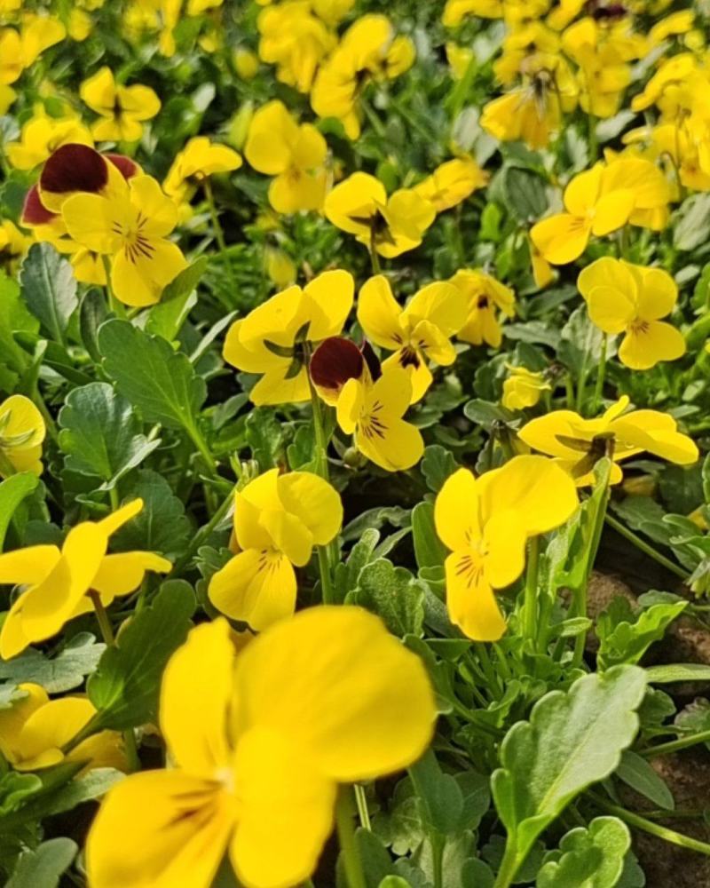 角瑾冬季时令花卉颜色多基地大量供应