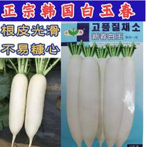 韩国白玉春萝卜种子新春白玉耐抽苔不糠心早春季萝卜种籽