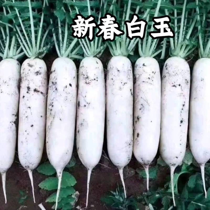 韩国白玉春萝卜种子新春白玉耐抽苔不糠心早春季萝卜种籽