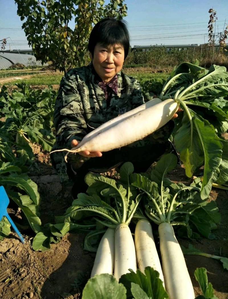 韩国白玉春萝卜种子新春白玉耐抽苔不糠心早春季萝卜种籽