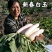 韩国白玉春萝卜种子新春白玉耐抽苔不糠心早春季萝卜种籽