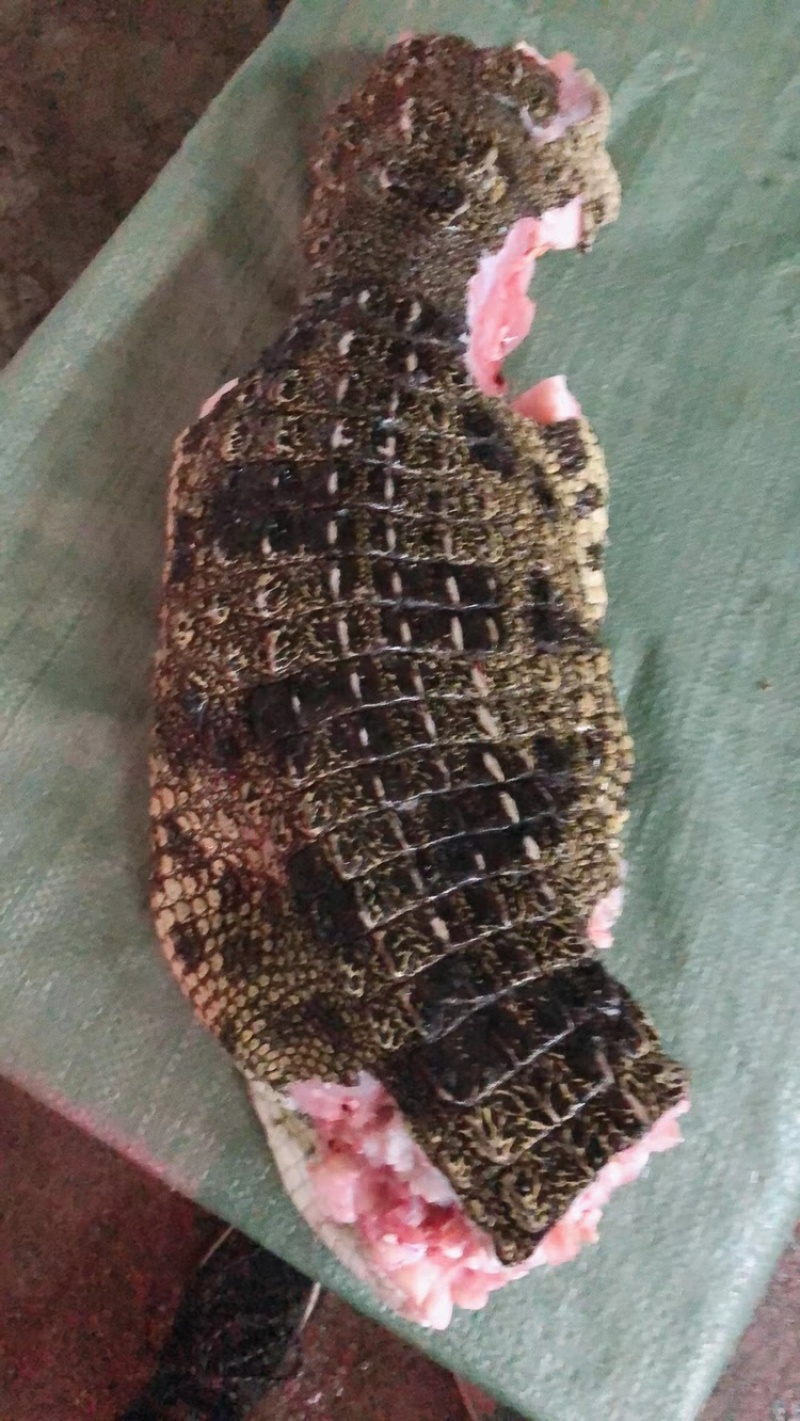 鳄鱼，鳄鱼脚，尾、掌、可新鲜抽真空，顺丰快递包邮。