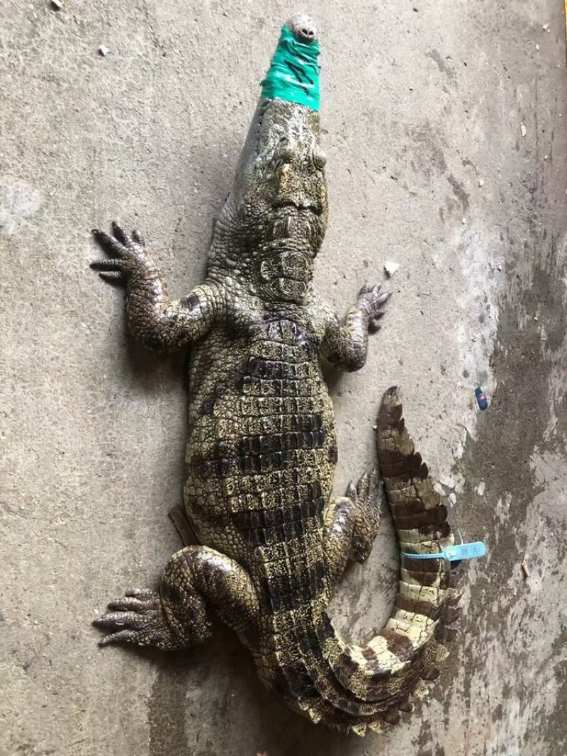 鳄鱼，鳄鱼脚，尾、掌、可新鲜抽真空，顺丰快递包邮。
