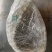 鳄鱼，鳄鱼脚，尾、掌、可新鲜抽真空，顺丰快递包邮。