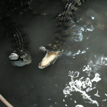 鳄鱼，鳄鱼脚，尾、掌、可新鲜抽真空，顺丰快递包邮。
