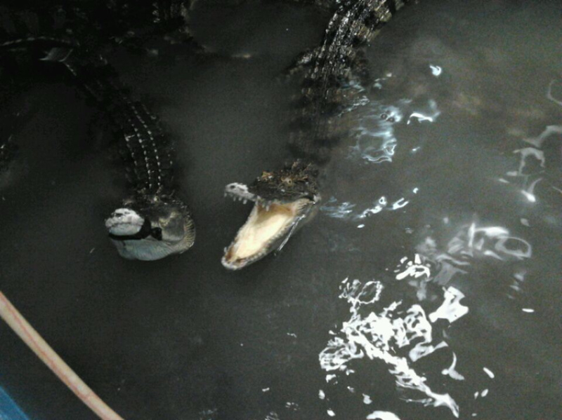 鳄鱼，鳄鱼脚，尾、掌、可新鲜抽真空，顺丰快递包邮。