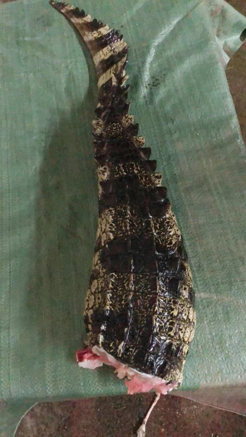 鳄鱼，鳄鱼脚，尾、掌、可新鲜抽真空，顺丰快递包邮。