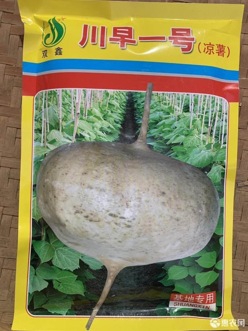 双鑫川早一号地瓜种子，400克，双鑫川早一号凉薯种子