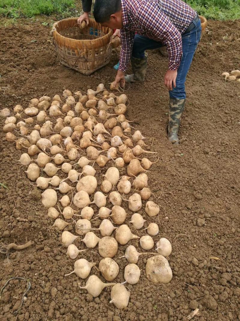 双鑫川早一号地瓜种子，400克，双鑫川早一号凉薯种子