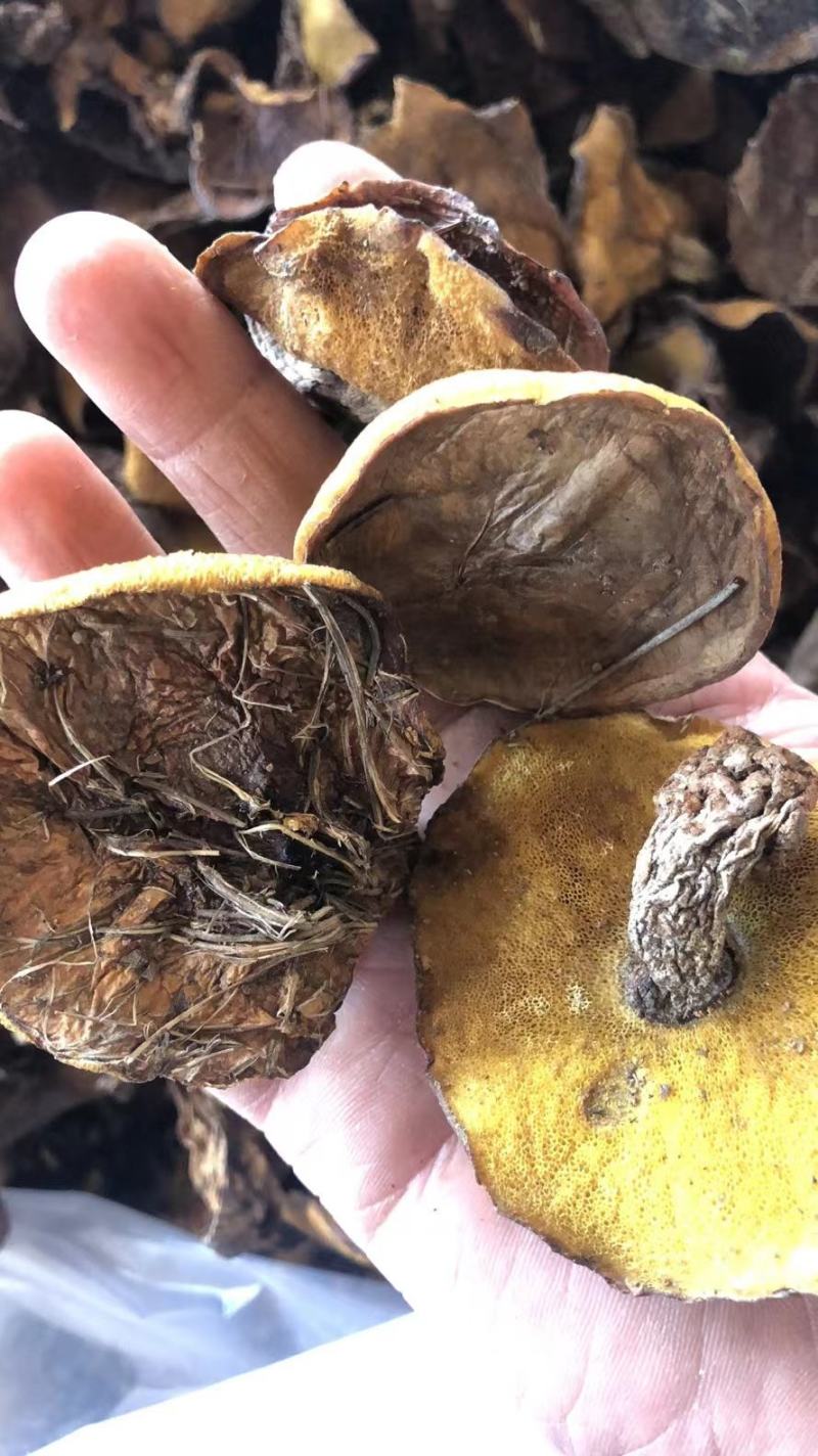 精品松蘑，产地直销，一手货源，欢迎选购。
