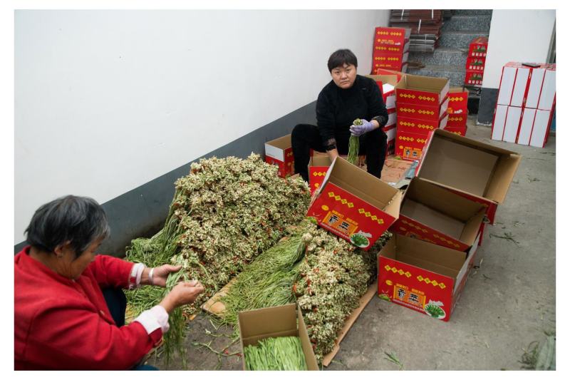 安徽亳州贡菜，脱水干菜，产地直发，量大从优，规格齐全