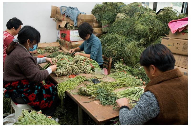 安徽亳州贡菜，脱水干菜，产地直发，量大从优，规格齐全