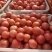 攀枝花米易西红柿硬粉，大红质量相当的好欢迎各位老板