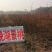 晚湖景桃树苗，成熟期7月中下旬，风味特佳，桃肉细滑，浓甜