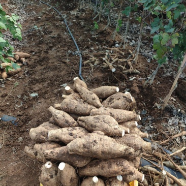 新鲜粉葛，无渣粉葛，现挖现卖，人工种植煲汤佳品，