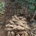 新鲜粉葛，无渣粉葛，现挖现卖，人工种植煲汤佳品，