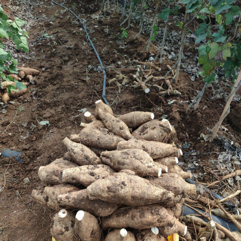 新鲜粉葛，无渣粉葛，现挖现卖，人工种植煲汤佳品，