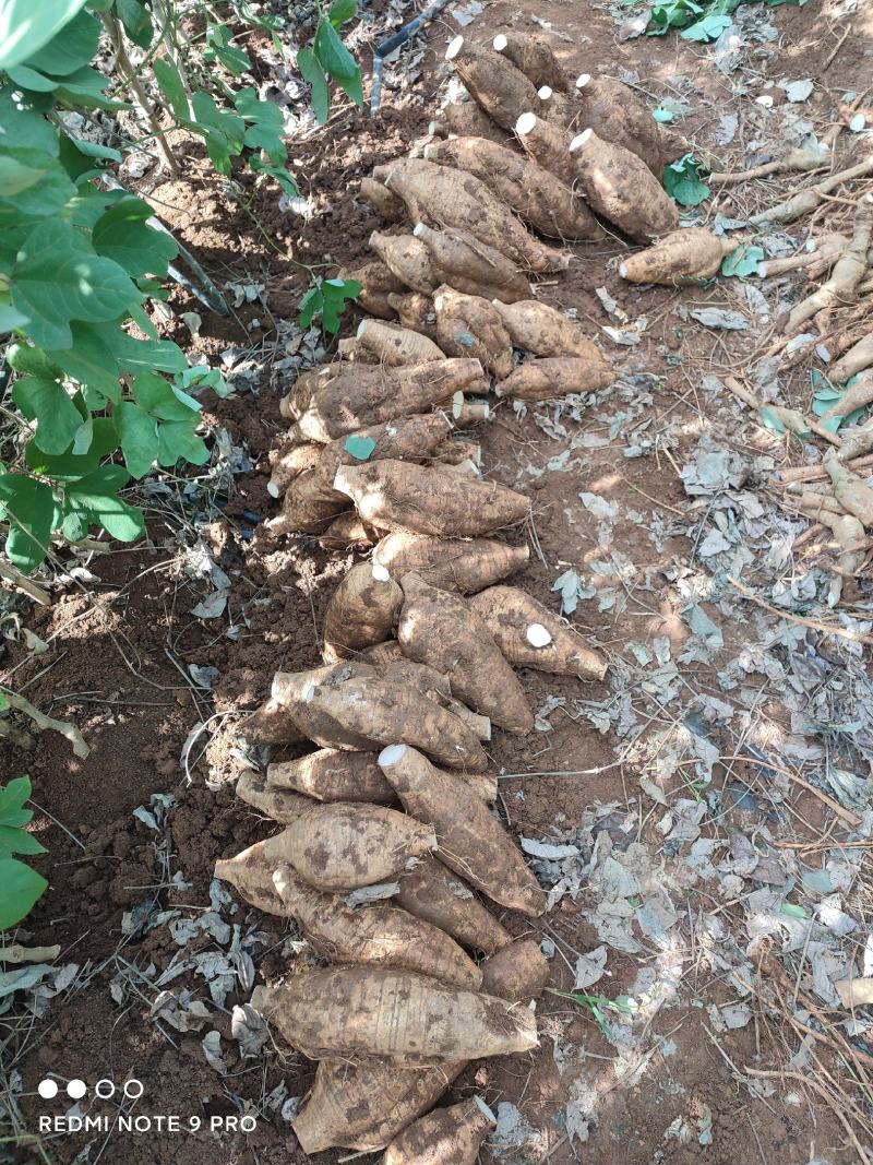 新鲜粉葛，无渣粉葛，现挖现卖，人工种植煲汤佳品，