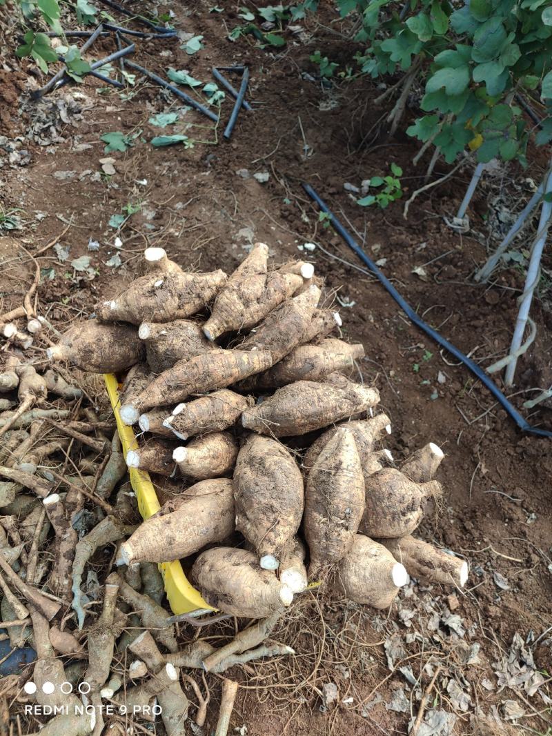 新鲜粉葛，无渣粉葛，现挖现卖，人工种植煲汤佳品，
