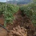 新鲜粉葛，无渣粉葛，现挖现卖，人工种植煲汤佳品，
