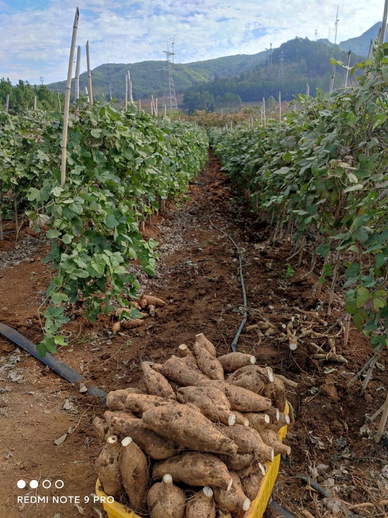新鲜粉葛，无渣粉葛，现挖现卖，人工种植煲汤佳品，