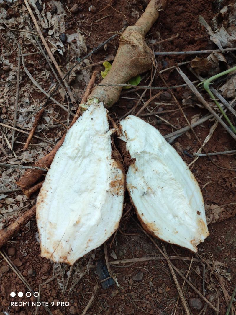 新鲜粉葛，无渣粉葛，现挖现卖，人工种植煲汤佳品，