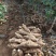 新鲜粉葛，无渣粉葛，现挖现卖，人工种植煲汤佳品，