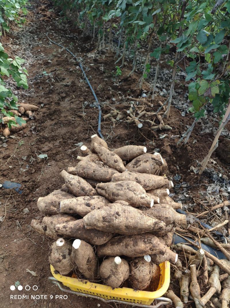 新鲜粉葛，无渣粉葛，现挖现卖，人工种植煲汤佳品，