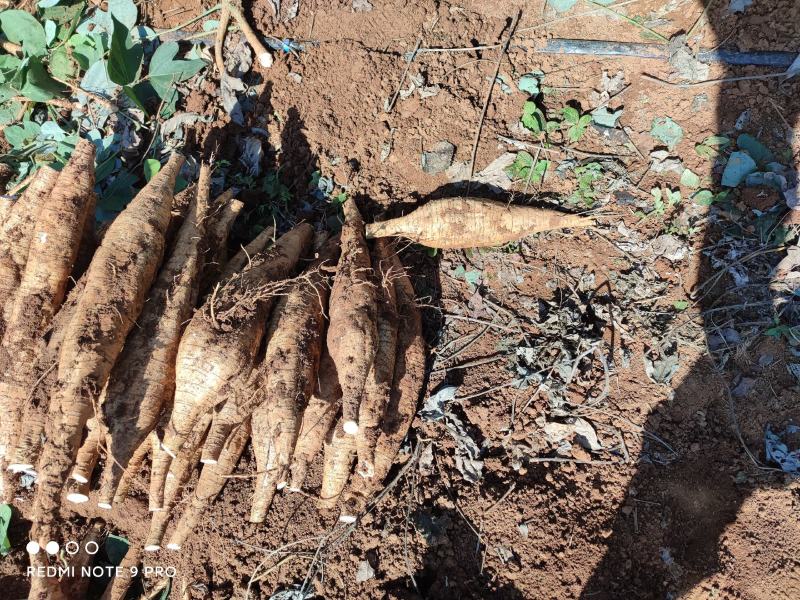 新鲜粉葛，无渣粉葛，现挖现卖，人工种植煲汤佳品，