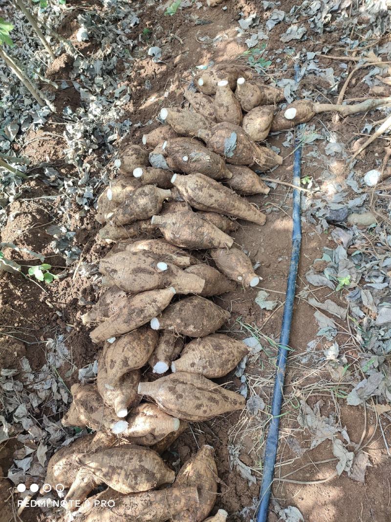 新鲜粉葛，无渣粉葛，现挖现卖，人工种植煲汤佳品，