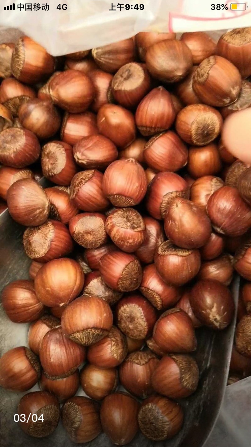 批发美国糖炒原味清香二元二尖薄皮开口大榛子