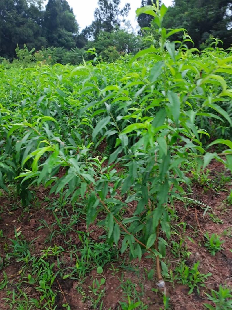 正宗凤凰桃树苗，四川苗品种纯，基地直销，四川凤凰桃苗