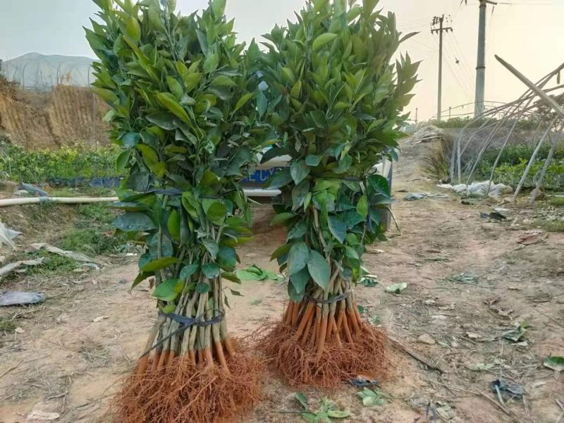 新品.台湾木瓜蜜丁橙苗.现挖现发包成活提供技术指导