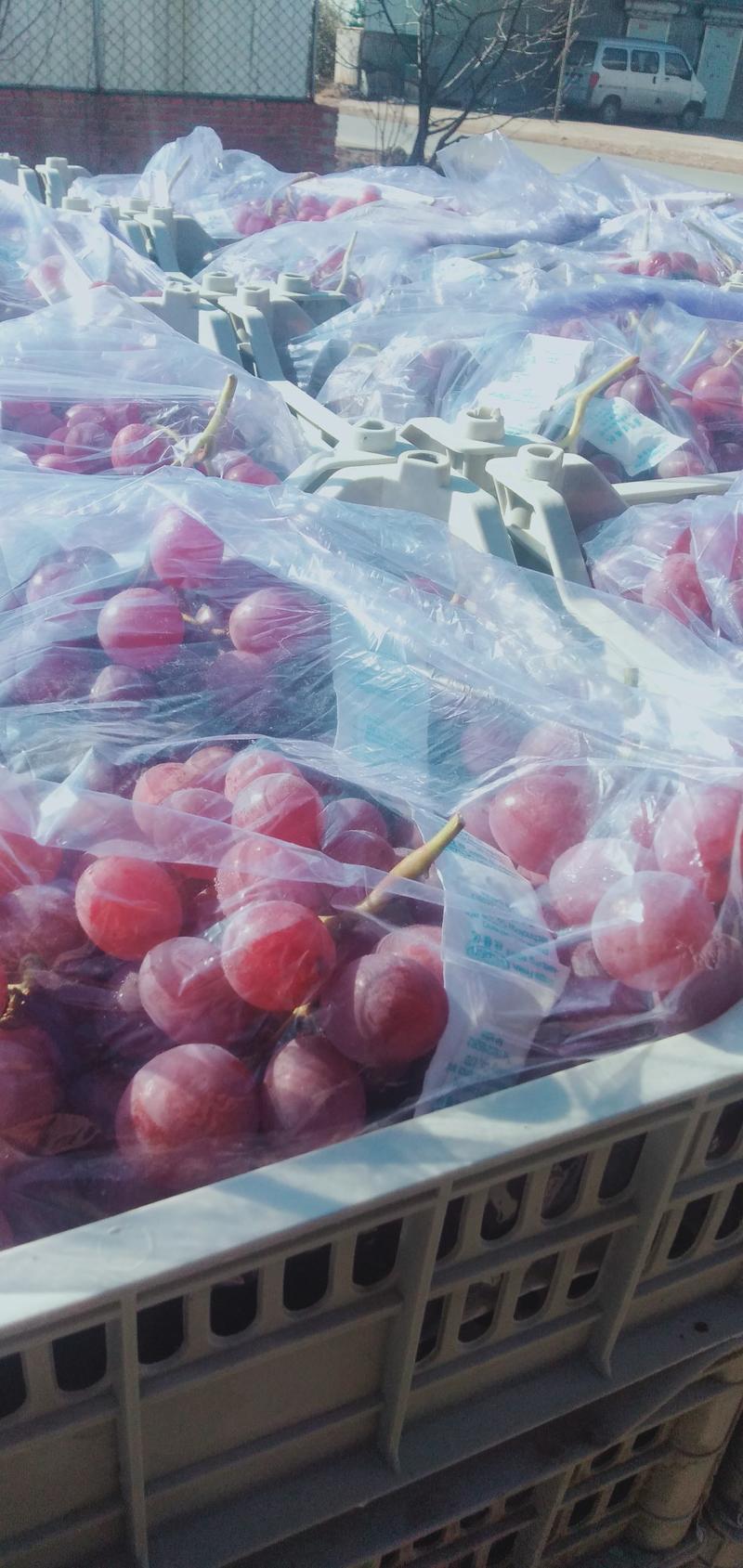 红提葡萄出库，价格便宜质量好，正在大量出库中。