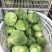 新鲜甘蓝菜（圆包菜）量大质优价廉，欢迎新老客户前来选购！