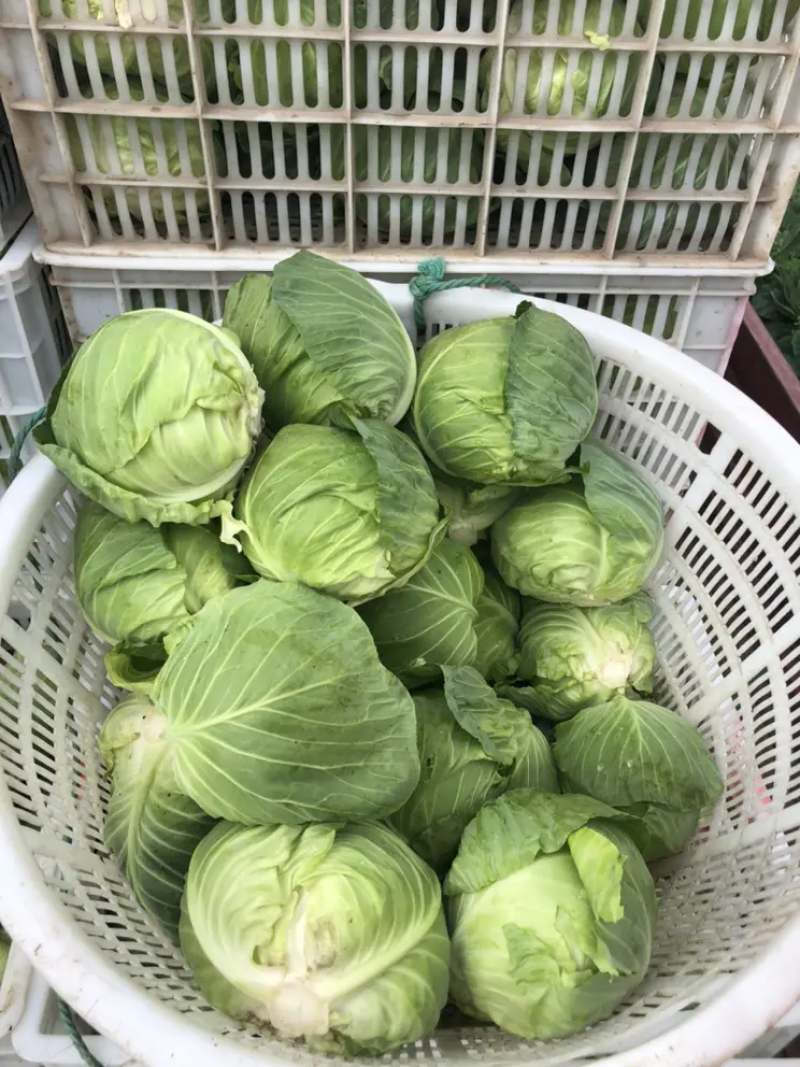 新鲜甘蓝菜（圆包菜）量大质优价廉，欢迎新老客户前来选购！