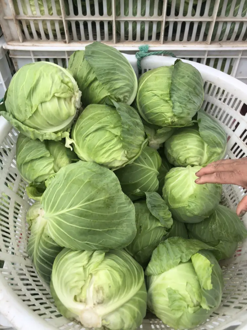 新鲜甘蓝菜（圆包菜）量大质优价廉，欢迎新老客户前来选购！