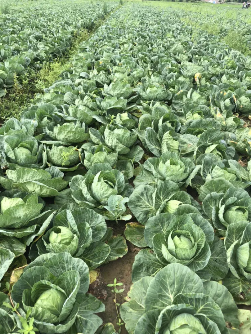 新鲜甘蓝菜（圆包菜）量大质优价廉，欢迎新老客户前来选购！