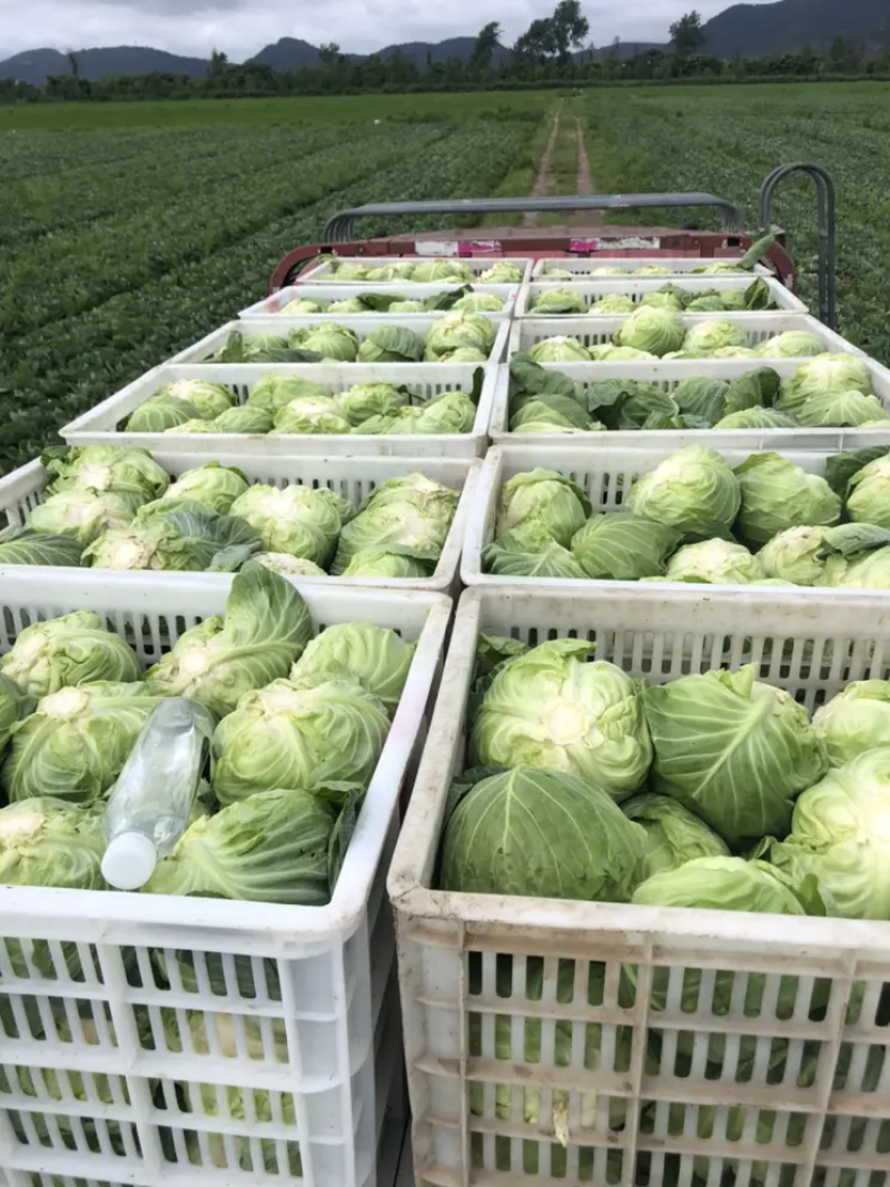 新鲜甘蓝菜（圆包菜）量大质优价廉，欢迎新老客户前来选购！