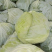新鲜甘蓝菜（圆包菜）量大质优价廉，欢迎新老客户前来选购！