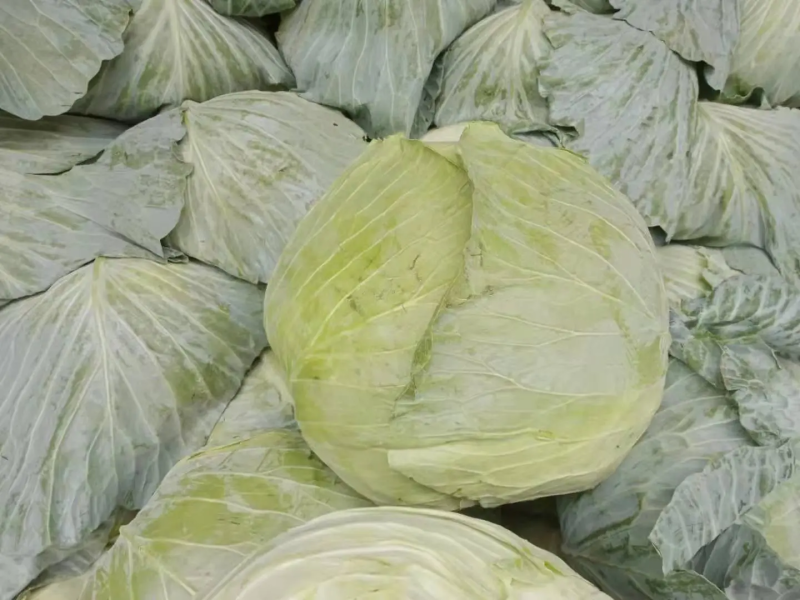新鲜甘蓝菜（圆包菜）量大质优价廉，欢迎新老客户前来选购！