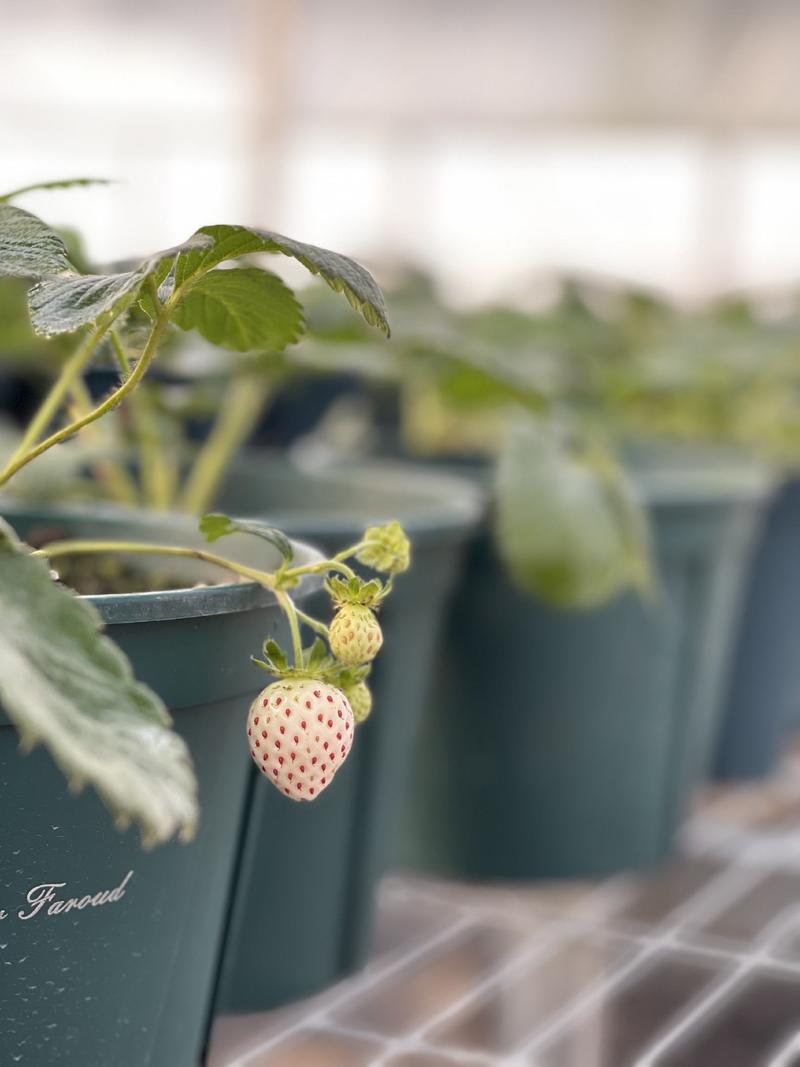 基地直发淡雪雪兔天使AE草莓苗进口品种白草莓量大优惠