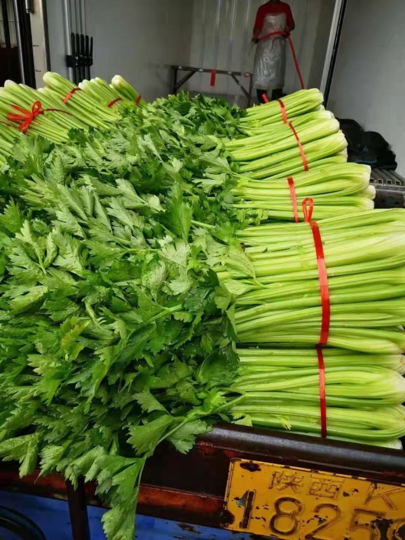 河北大棚芹菜大量上市质量好价格优欢迎各地客商前来选购考察