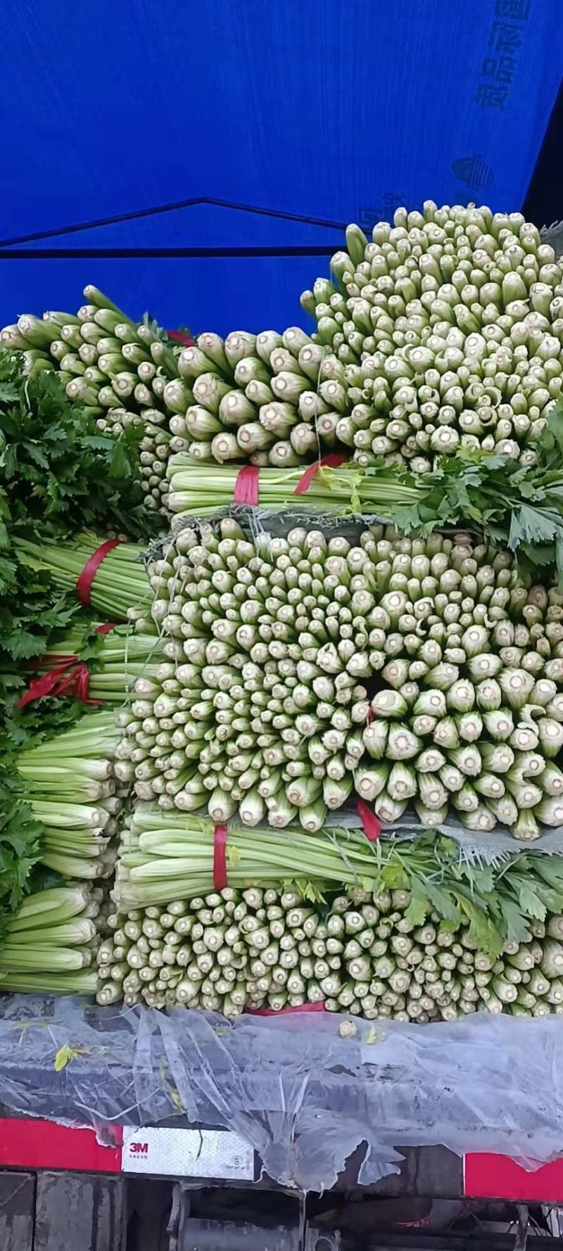 河北大棚芹菜大量上市质量好价格优欢迎各地客商前来选购考察